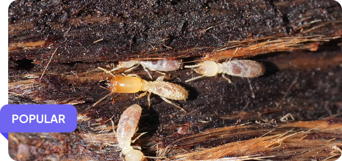 Termite Control