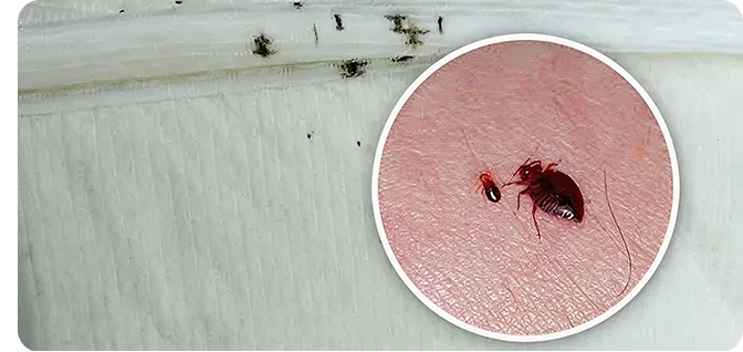Bed Bug Treatment