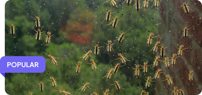 Mosquito & Larval Control