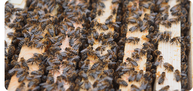 Bee and Wasp Removal